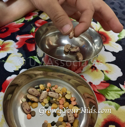 Little Child Sorting Pulses
